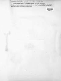 Image of Circinaria esculenta